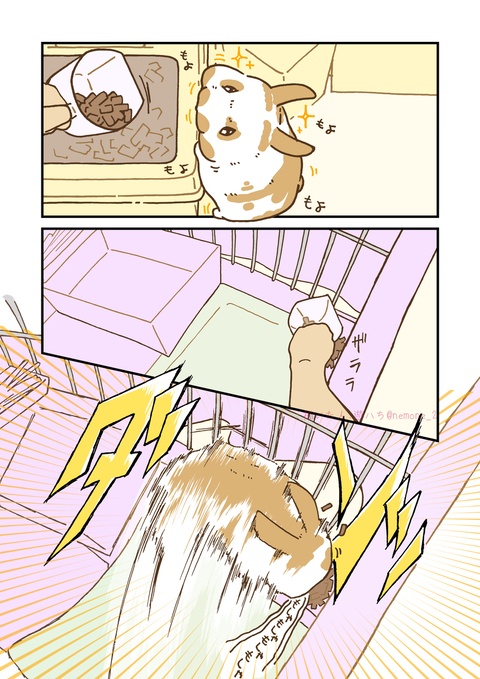 TLで見かけた爆速ウサギ