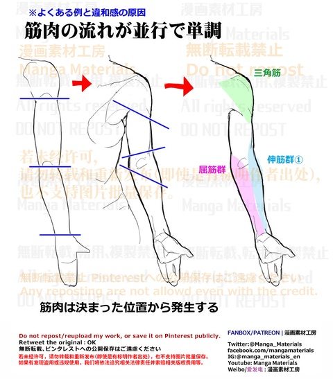 個人メモ：腕の筋肉